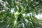 Wide angle bamboo forest