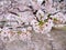 Wide angle close-up of Sakura flowers on tree branch, petals on floor, Himeji, Japan