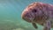 Wide angle close up of a West Indian Manatee