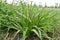 Wide angle closeup on an emerging blue flowered Hyacinth plant, Hyacinthoides hispanica at a road side