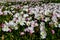 A Wide Angle Closeup of a Field Packed with Hundreds of Pink Texas Pink Evening Primrose Wildflowers