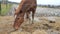 Wide angle footage of draft cold blood brown horse eating hay inclosed  pasture in winter