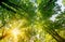 Wide angle Green forest. Tree with green Leaves and sun light