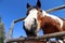 Wide-angle image of a horse`s head