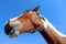 Wide-angle image of a horse`s head