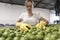 Wide angle image of worker woman selecting and cleaning fresh olives in traditional company