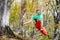 Wide angle male tightrope walker balancing while sitting barefoot on slackline in autumn forest. The concept of outdoor