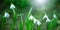 Wide Angle Nature Spring Landscape with snowdrops flowers