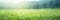 Wide Angle Panorama of a Verdant Green Meadow, A Captivating Display of Seasonal Beauty