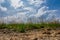 Wide angle photo from low point of view, of a sandy path with grass and reeds. An impressive blue sky with white clouds