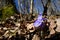 Wide-angle photo of a view of a forest understory and the genus Violets Hepatica in the family Ranunculaceae. Violets. A wonderful