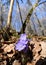 Wide-angle photo of a view of a forest understory and the genus Violets Hepatica in the family Ranunculaceae. Violets. A wonderful