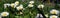 Wide angle photography of common daisy flowers