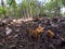 Wide angle photography of a group of golden trumpet mushrooms