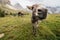 Wide angle picture of donkey in Dolomites