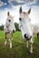 Wide angle picture of two horses, shallow depth of field