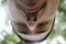 Wide angle portrait of a man. Close-up of the nose and mustaches, taken from below. Green trees and bright light on the background