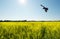 Wide angle raven over field.