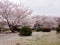 Wide angle of Sakura flowers on tree branch in traditional garden, Himeji, Japan