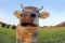 Wide-angle shot of a curious brown cow with horns in a pasture