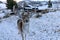 Wide angle shot of a fallow deer with its herd in winter in the snow