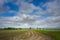 Wide-angle shot of field rows leading to some trees in the horizon under a cloudy sky