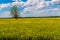 Wide Angle Shot of a Field of Yellow Flowering Canola Plants Growing on a Farm in Oklahoma With A Tree