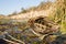 Wide angle shot Jack snipe