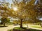 Wide angle shot of a lonely woman under huge maple tree with big branches litted with warm autumn sun beams through a yellow