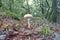 Wide-angle shot of a mushroom among dry leaves in a forest in autumn. Macrolepiota mastoidea.