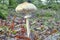 Wide-angle shot of a mushroom among dry leaves in a forest in autumn. Macrolepiota mastoidea. Close-up.