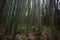 Wide angle shot of several bamboo trees in the forest