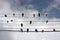 Wide angle shot of several birds standing on cords under a sky full of clouds