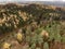 Wide angle shot of several trees of multiple shades growing on a mountain