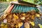 Wide angle shot of a street broom sweeping brown leaves and fir needles into a pile