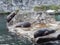 Wide angle shot of three seals relaxing on a stone next to the water