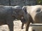 Wide angle shot of two elephants next to each other