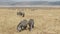 wide angle shot of a zebra herd at ngorongoro crater