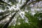 Wide angle trees and sky