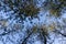 Wide angle upward canopy shot in a beautiful green trees in the forest of Dehradun, Uttarakhand India