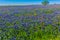 A Wide Angle View of a Beautiful Field Blanketed with the Famous Texas Bluebonnet