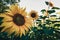 Wide angle view of blooming sunflowers in the field. Taken in Minnesota