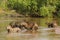 Wide Angle View of Capybara Herd on Alert in Water