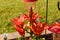 A wide angle view of a cluster of red lilies blooming out back