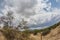 Wide Angle View of Desert Plants