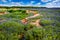 Wide Angle View of Famous Texas Bluebonnet (Lupinus texensis) Wi