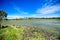 A wide angle view of a marshy area surrounded by trees at Wakulla Springs Florida