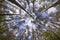 Wide angle view of pine forest