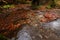 Wide angle view of a river with small waterfalls in the heart of a forest - autumn view with great fall colors