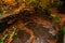 Wide angle view of a river with small waterfalls in the heart of a forest - autumn view with great fall colors